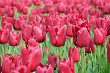 Triumph Tulip 'Pallada' in flower.