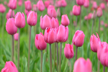 Obraz premium Triumph Tulip 'Don Quichotte' in flower.