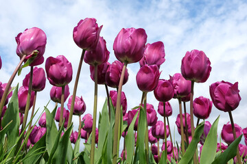 Triumph Tulip 'NegritaÕ in flower.