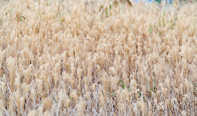 Dry reed field in autumn