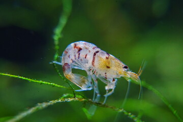 Tiger Shrimp Caridina cf. Cantonensis “Tiger”|虎纹虾
