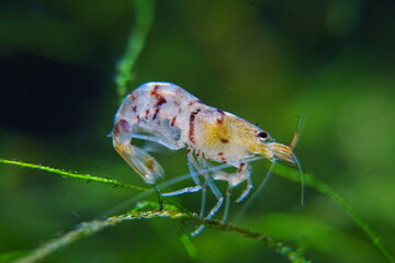 Tiger Shrimp Caridina cf. Cantonensis “Tiger” | タイガーシュリンプ、カリジナ cf. カントネンシス “タイガー”