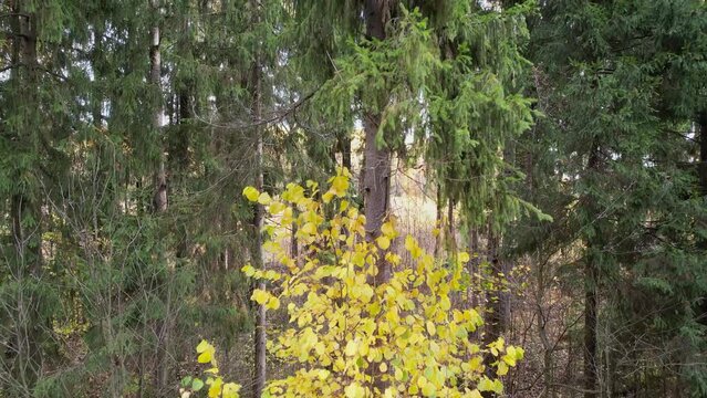 Drone takes off amongthe trees in a mixed deciduous and spruce forest. Green firs and yellow deciduous trees. The wind shakes the tops of the trees. Aerial Drone Footage View, 4K.