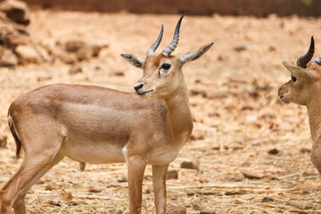 impala in the desert