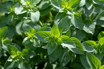 Oregano bright green furry new leaves Origanum vulgare. Fresh oregano growing in the herb garden. Cuisine herbs.