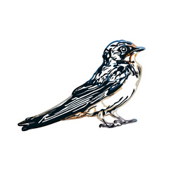 Swallow bird sketch with a transparent background