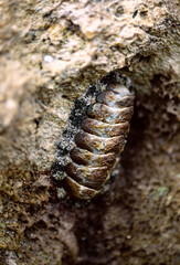 West Indian fuzzy chiton (Acanthopleura granulata) Curb or Sea Cradle is a medium-sized tropical species of chiton. Perfect camouflage of eroded body on coastal rock of Martinique island.