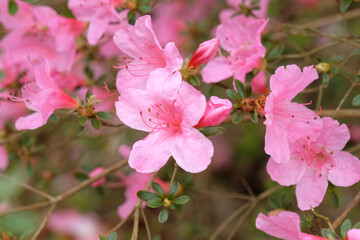 Fototapeta na wymiar Rhododendron 'Madame Albert van Hecke' in flower.