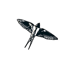 Swallow bird sketch with a transparent background
