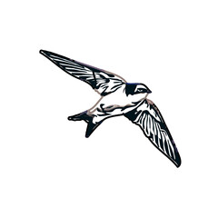 Swallow bird sketch with a transparent background