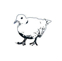 turtledove sketch with a transparent background