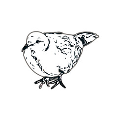 turtledove sketch with a transparent background