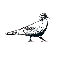 turtledove sketch with a transparent background