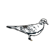 turtledove sketch with a transparent background