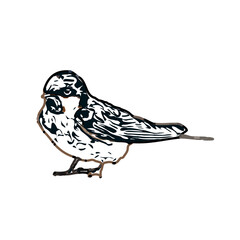 Swallow bird sketch with a transparent background