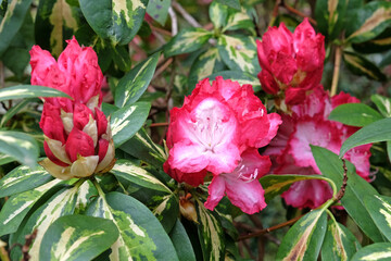 Rhododendron 'President Roosevelt' in flower.