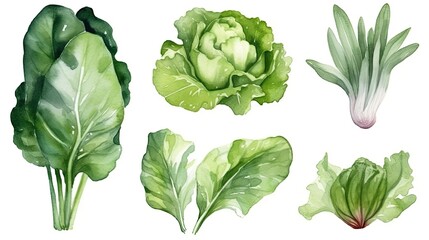174. Set of watercolor lettuce vegetables on white background. Generative AI