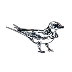 Swallow bird sketch with a transparent background
