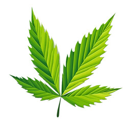 Cannabis leaf illustration on white transparent background.
