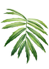 Hand drawn Palm leaves, tropical green plant on isolated white background, Watercolor botanical illustration.