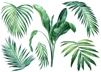 Poster Tropical set Palm leaf. Exotic plants, palm leaves on isolated white background, Watercolor botanical illustration.  © Hanna
