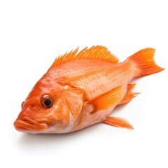 Fototapeta premium Orange Roughy fish isolated on white. Generative AI