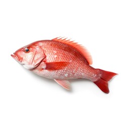 Obraz premium Red Snapper fish isolated on white. Generative AI