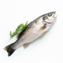 Fototapeta premium Sea Bass fish isolated on white. Generative AI