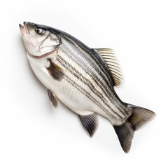 Fototapeta premium Striped Bass fish isolated on white. Generative AI