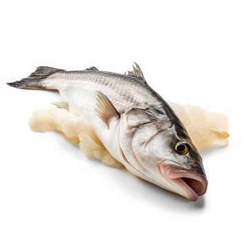 Patagonian Toothfish Chilean Sea Bass fish isolated on white. Generative AI