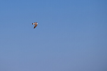 Seagulls flying with a background of deep blue sky
