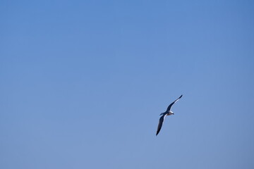 Fototapeta na wymiar Seagulls flying with a background of deep blue sky