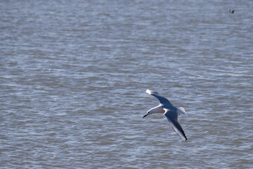 Seagulls flying with a background of deep blue sky