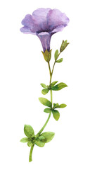 Watercolor petunia flower. Purple petunia flower on a white background - obrazy, fototapety, plakaty