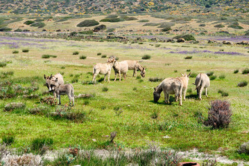 Asini a Campo Perdu nell'isola dell'Asinara