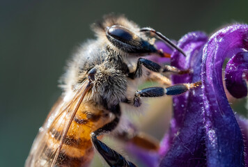 Close-up with a honey bee on a pink flower. 