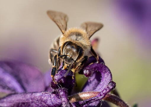 Close-up with a honey bee on a pink flower. 
