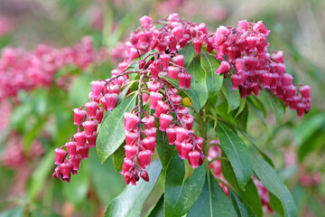 Pieris japonica Valley Valentine' in flower.