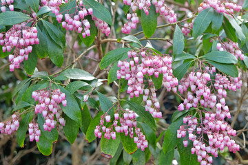Pieris japonica 'Katsura' in flower.