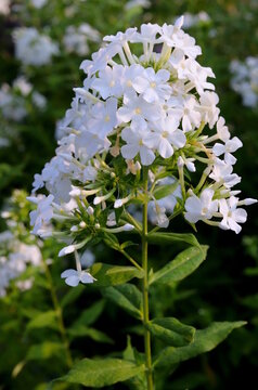 White-Blooming Phlox, David Hybrid
