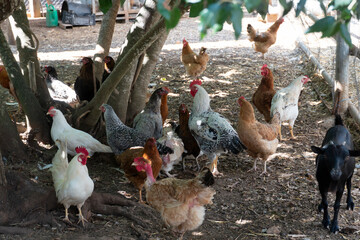 Hens in a farm Puglia Italy