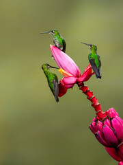 Obraz premium Three Green-crowned brilliant Hummingbird sitting and collecting nectar from pink flower on green background