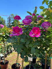 Pretty pink tea rose bush trees for sale at a plant and garden store nursery