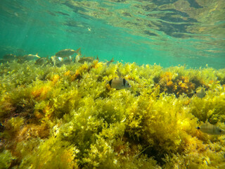 Naklejka na ściany i meble Underwater image Marine reserve in Denia Alicante Spain Sant Antoni cape