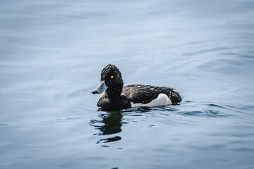 Tufted duck adult male swims in the water close-up portrait. Tufted duck male is black except for white flanks and a blue-grey bill with gold-yellow eyes, along with a thin crest on the back.