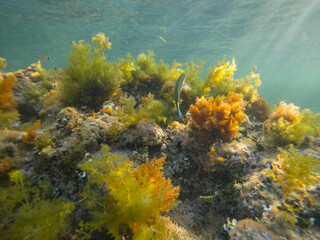 Naklejka na ściany i meble Underwater image Marine reserve in Denia Alicante Spain Sant Antoni cape