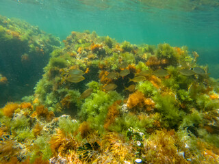 Underwater image Marine reserve in Denia Alicante Spain Sant Antoni cape