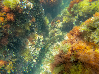 Fototapeta na wymiar Underwater image Marine reserve in Denia Alicante Spain Sant Antoni cape