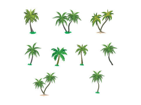 different variant palm tree collection vector illustration. isolated on a white artboard