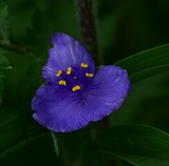 Wildflower in the spring garden